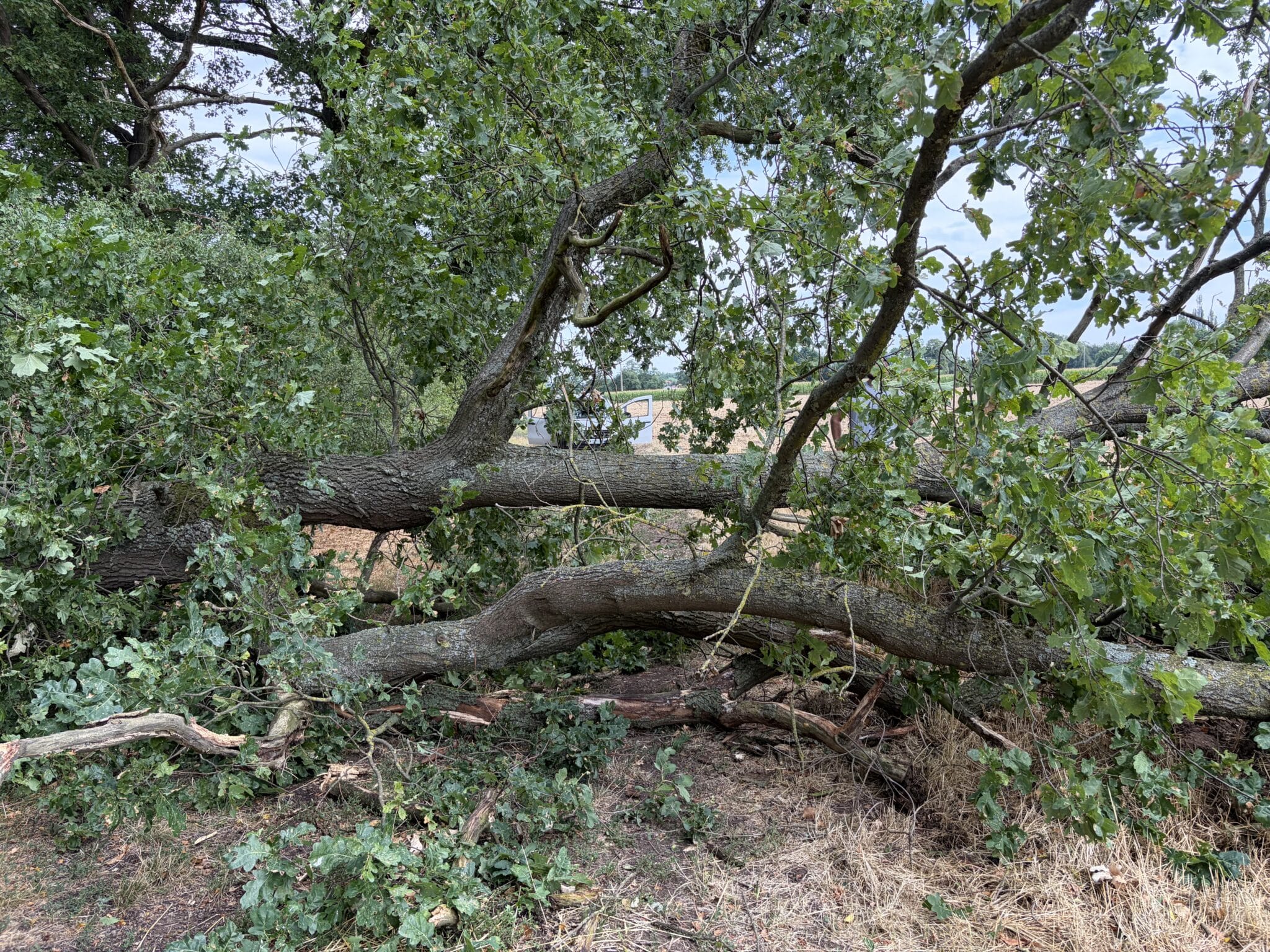 Tempête 16-07 chute arbre